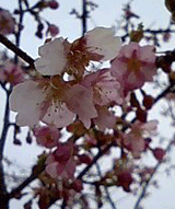 桜2