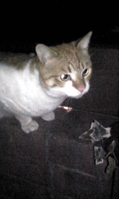 なかなかの男前