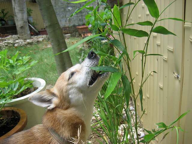 ぱんだ犬？