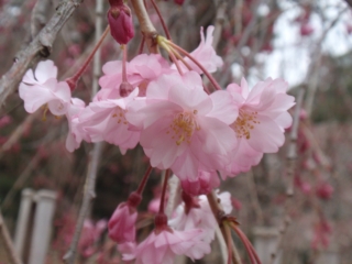 御所の桜３