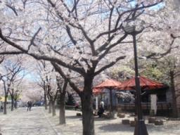 白川の桜