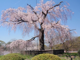 円山の枝垂れ桜2011