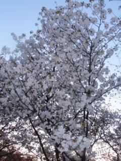 二条城の桜