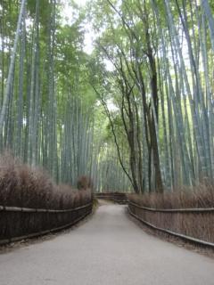 嵯峨、竹林２