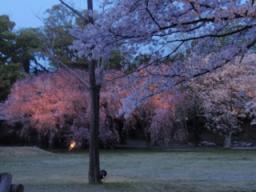 二条城の夜桜