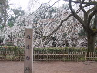 京都御所の桜１