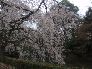 京都御所の桜２