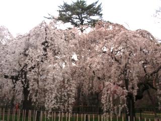 御所の糸桜2010