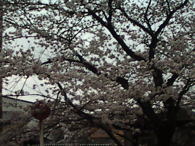 桜20110308
