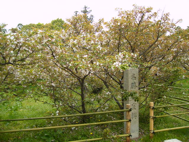 桜園