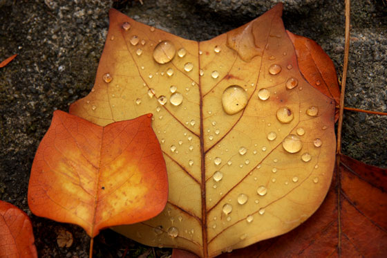 枯れ葉と水滴