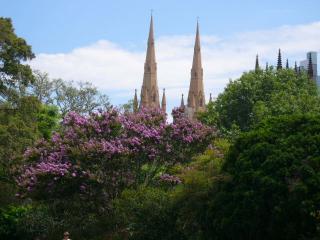 jacaranda