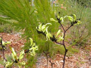 blackkangaroopaw