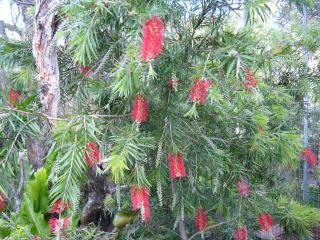 bottlebrush