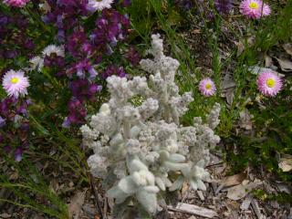 cottonflower