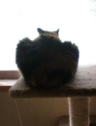 0613fatbottomed cat