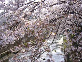 cherryblossoms