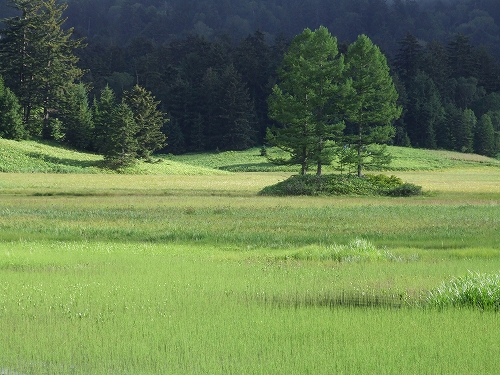 尾瀬・大江湿原01