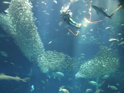 アクアワールド大水槽06