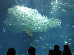 アクアワールド大水槽07