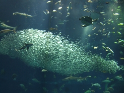 アクアワールド大水槽08