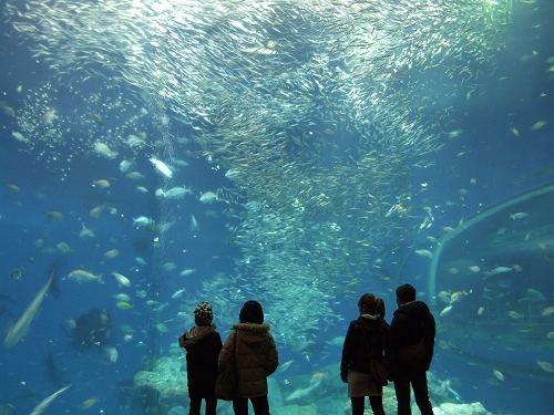 アクアワールド大水槽09