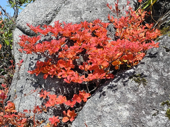 白毛門の紅葉03