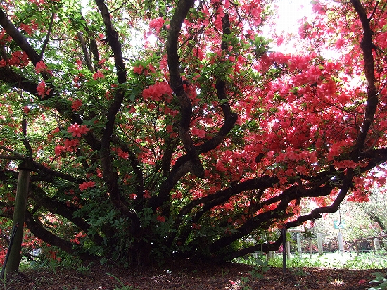 つつじが岡公園12