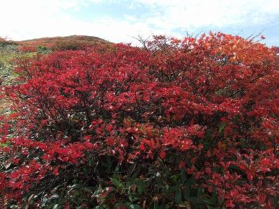 平標山の紅葉