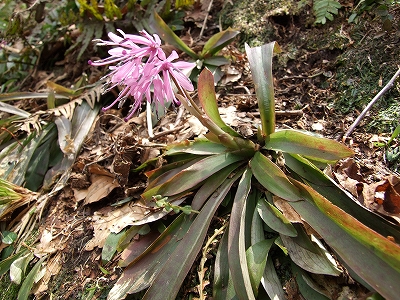 ショウジョウバカマ