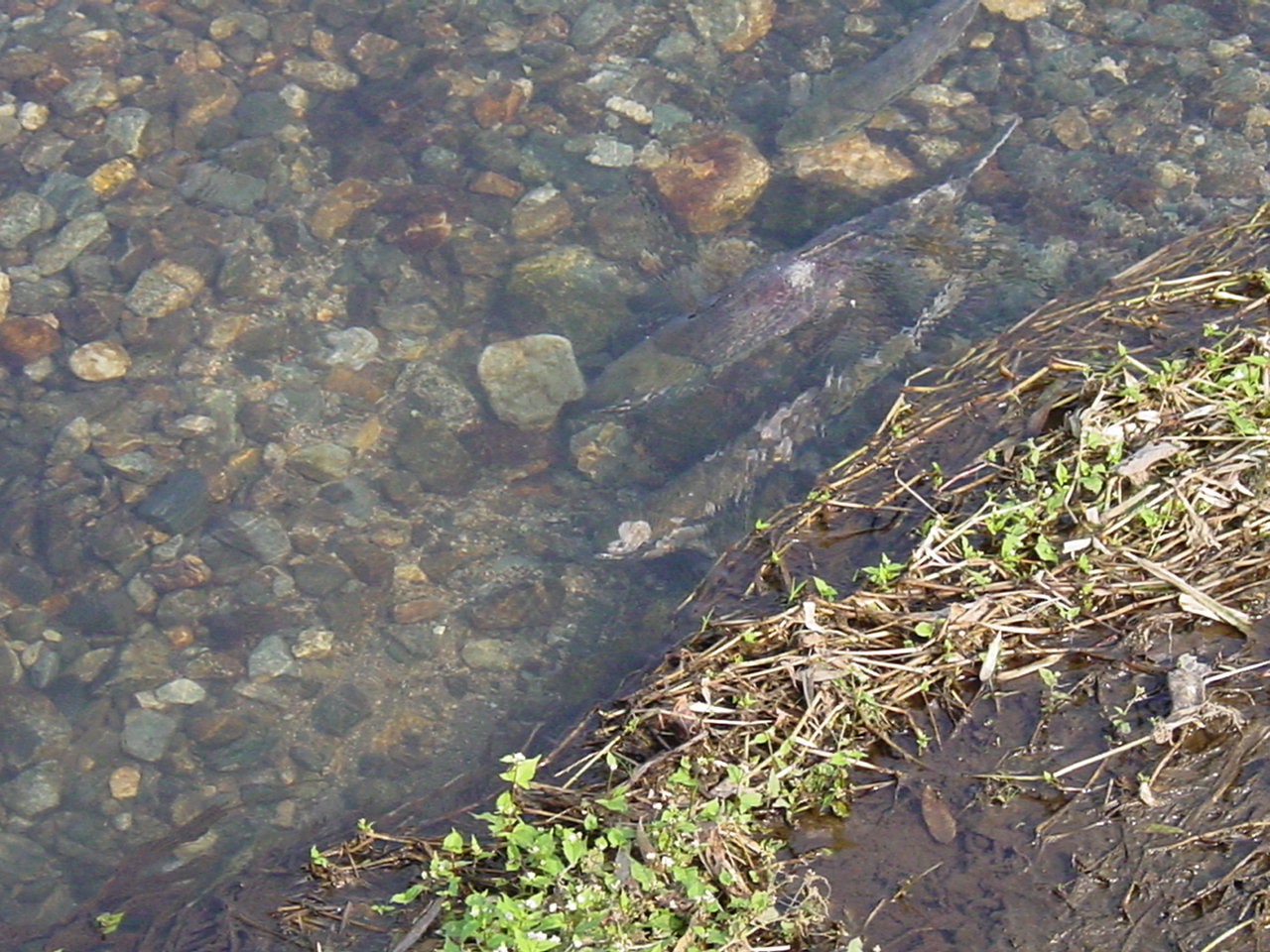 DSC00530.JPG