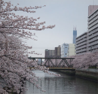 skytree_ooyokogawa.jpg