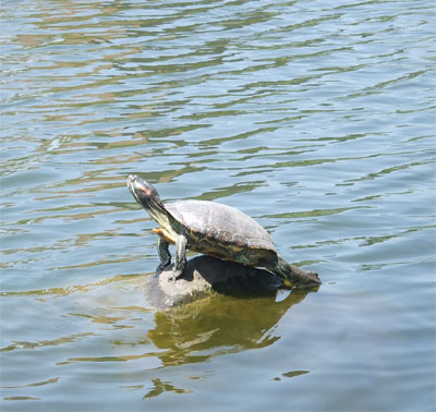 Turtle-in-Kiyosumi.jpg