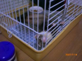 コピー ～ CIMG1905.JPG