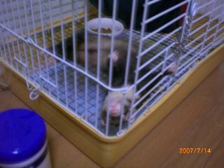 コピー ～ CIMG1906.JPG