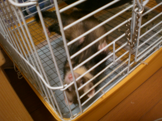 コピー ～ CIMG1391.JPG