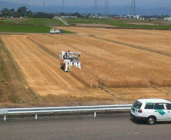 大麦の収穫風景NO1