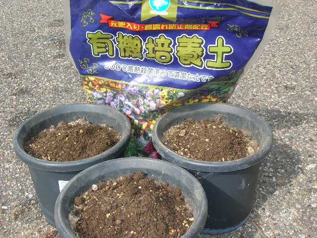 かれた茎を取り除き、新しい土を少し補充します。
