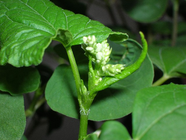 ｺﾞﾏ粒のような白い蕾。これが大きくなって開花します。