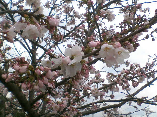 雪国にもようやく桜が咲き始めました。