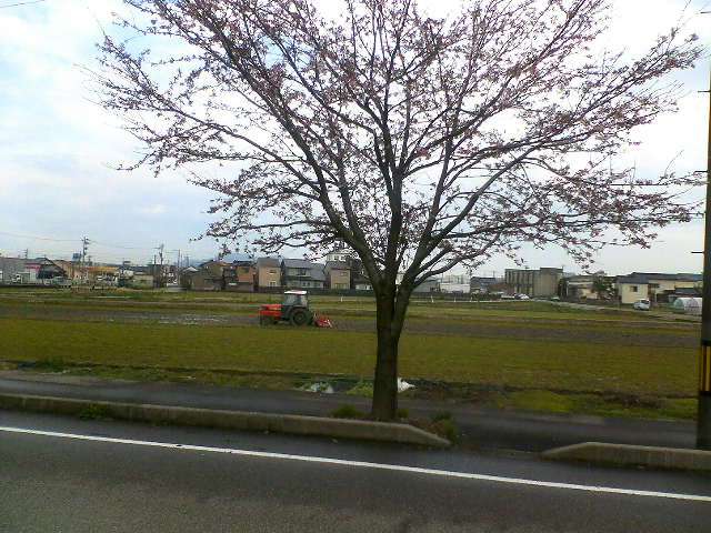 桜の木の向こう側では、田起こしも始まっていますね。トラクターが見えます。