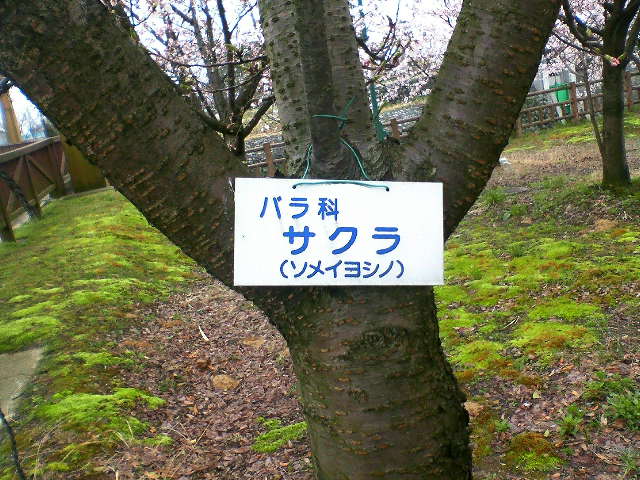 桜がバラ科だとは知りませんでした！公園の中の桜の木のＵＰです。