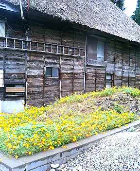 鯉するコスモス