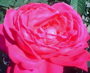 rose2