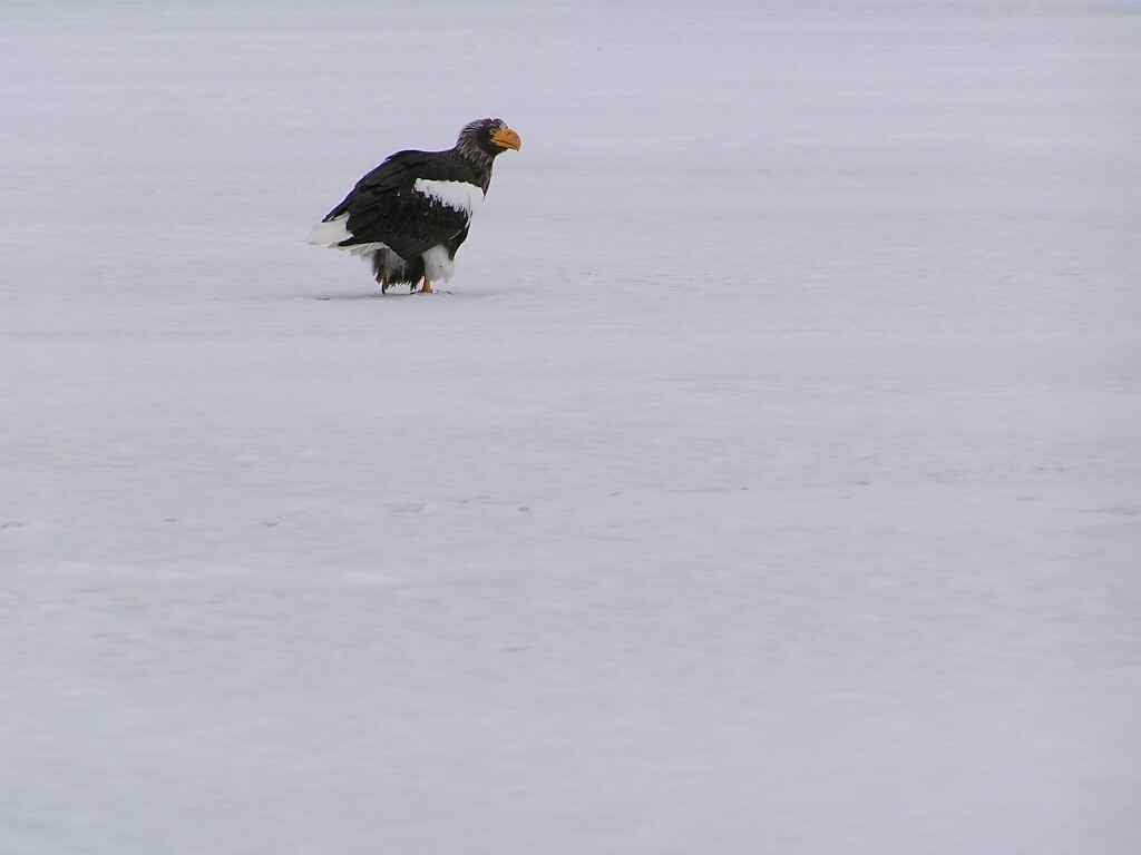 大鷲のエサ取り