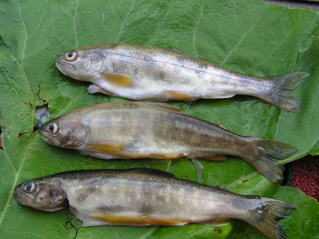 壁掛け インテリア 魚 一点物 イワナ ヤマメ 渓流魚 | legaleagle.co.nz