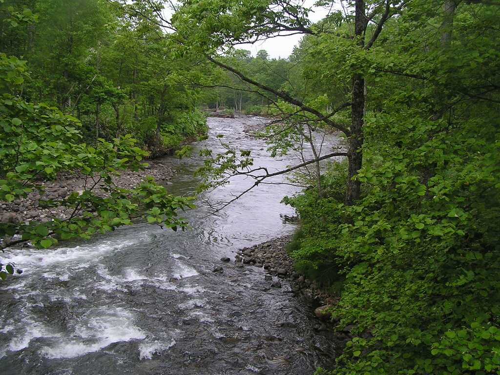 チャコシと本流