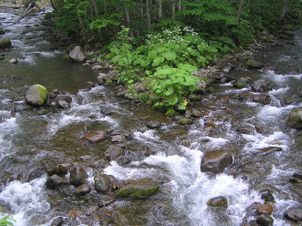 チャコシと叉木の沢合流点