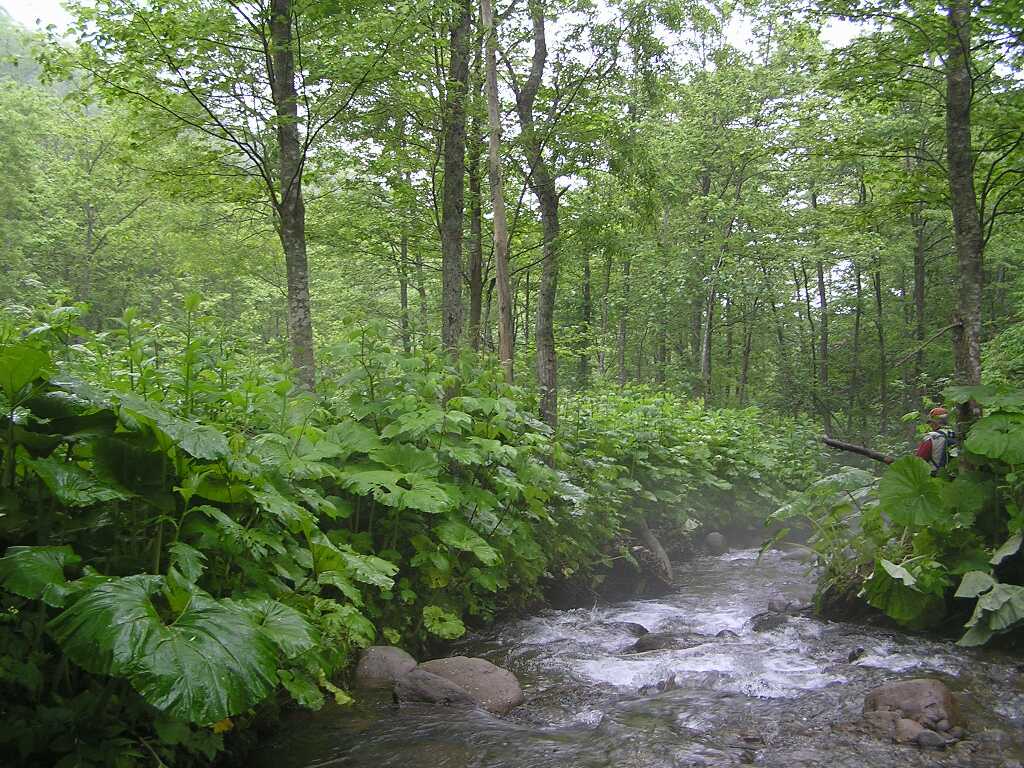 マタギの上流え