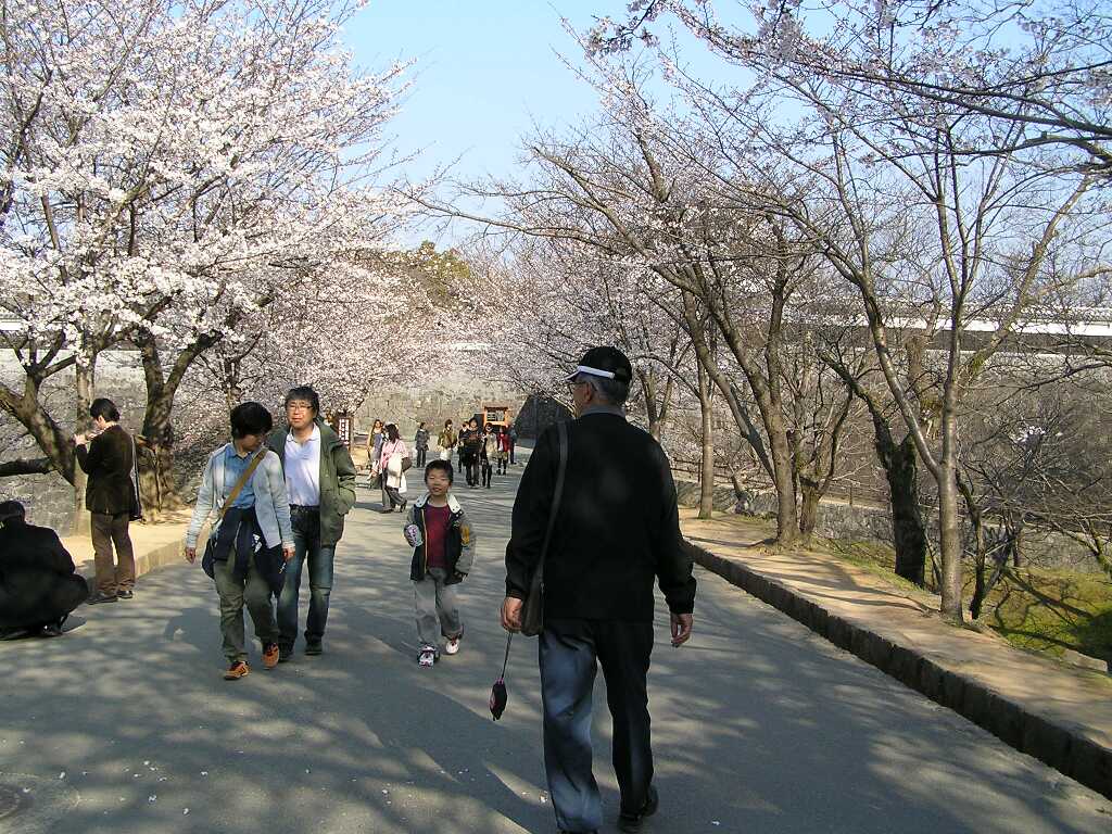 熊本城のサクラ１